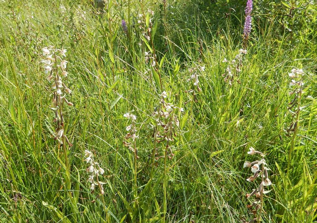 Piacentino - Epipactis palustris